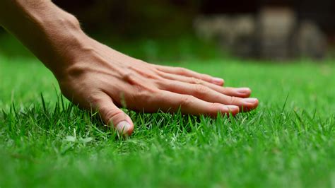 How To Make The Grass Green 8 Secrets To Keep Your Lawn Always Green And Healthy - YouTube